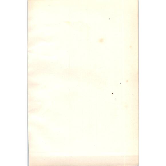 Guillemot Bird 1903 Original Color Engraving Plate Print AD8-B1 - Picture 2 of 2